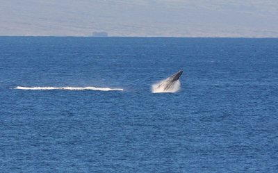 Maui March 6 2011 Whales 001-2.jpg