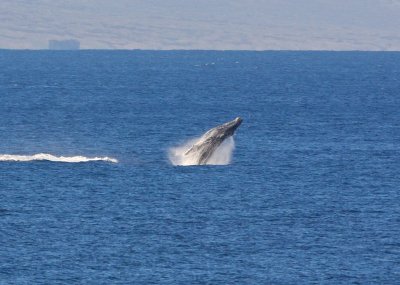 Maui March 6 2011 Whales 002.jpg