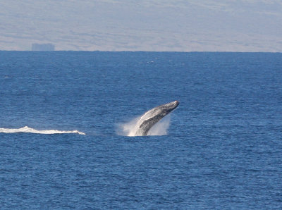 Maui March 6 2011 Whales 003.jpg