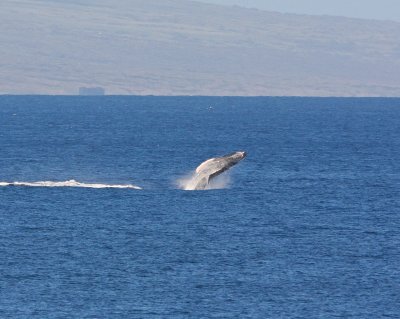 Maui March 6 2011 Whales 004.jpg