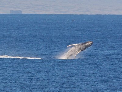 Maui March 6 2011 Whales 005.jpg
