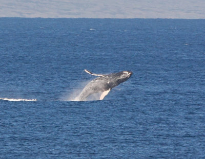 Maui March 6 2011 Whales 006.jpg