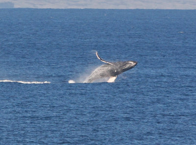 Maui March 6 2011 Whales 007.jpg