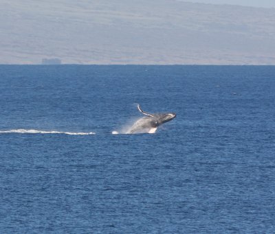 Maui March 6 2011 Whales 007-2.jpg