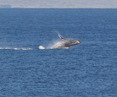 Maui March 6 2011 Whales 008.jpg