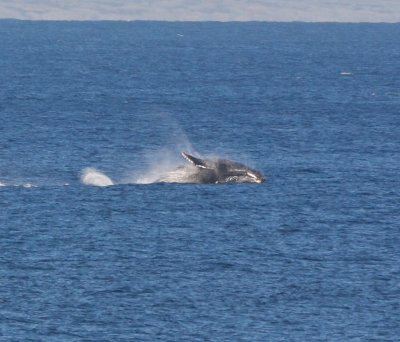 Maui March 6 2011 Whales 009.jpg
