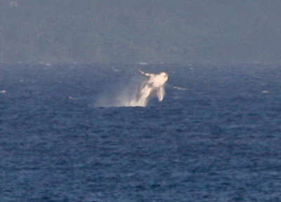 Maui March 6 2011 Whales 001-4.jpg