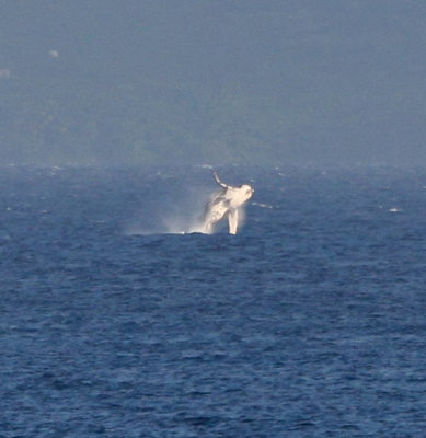 Maui March 6 2011 Whales 002-2.jpg
