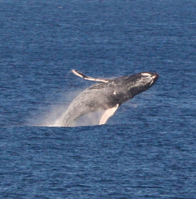 Maui March 6 2011 Whales 006-2.jpg