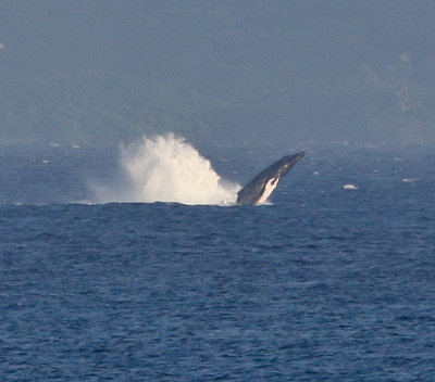 Maui March 6 2011 Whales 013.jpg