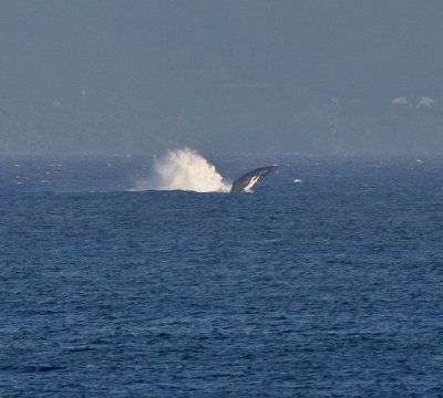 Maui March 6 2011 Whales 014.jpg