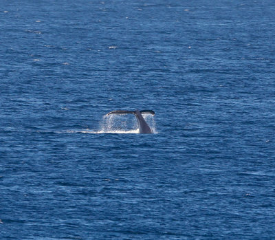 Maui March 6 2011 Whales 059.jpg