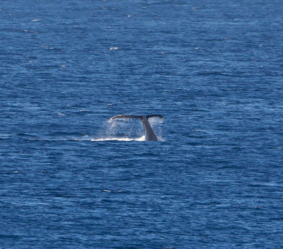 Maui March 6 2011 Whales 060.jpg