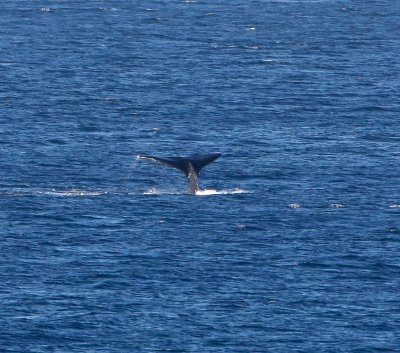 Maui March 6 2011 Whales 066.jpg