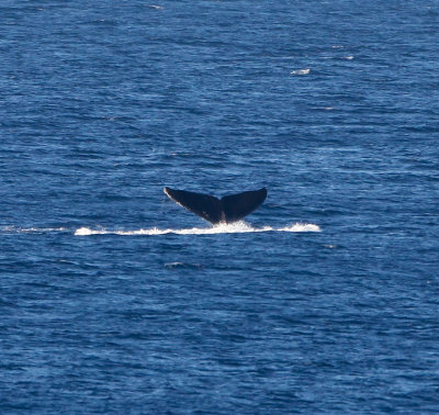 Maui March 6 2011 Whales 069.jpg