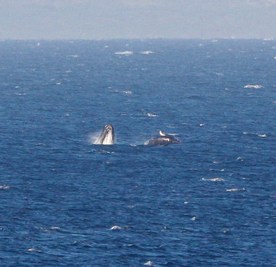 Maui March 6 2011 Whales 083.jpg
