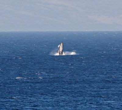 Maui March 6 2011 Whales 085.jpg