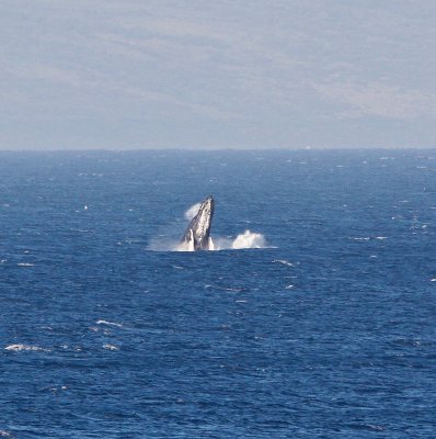 Maui March 6 2011 Whales 086.jpg