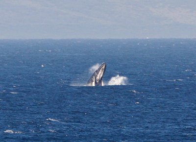 Maui March 6 2011 Whales 087.jpg