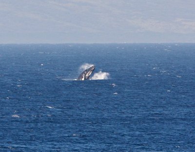 Maui March 6 2011 Whales 088.jpg