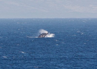 Maui March 6 2011 Whales 089.jpg