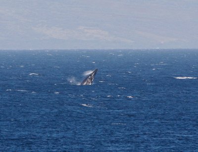 Maui March 6 2011 Whales 099.jpg