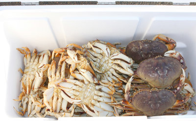 24 Dungeness Crab