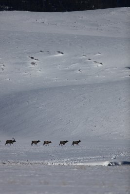Elks migration