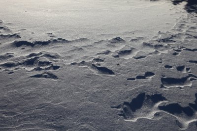 IMG_1272.jpg