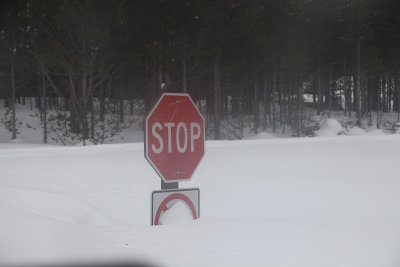 Only in Yellowstone...