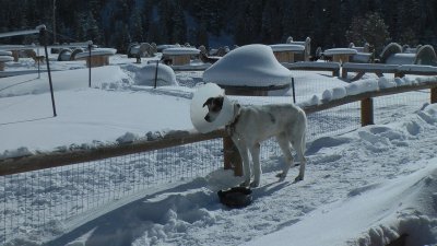 Only in Yellowstone...