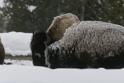 Bisons stay warm around the geisers