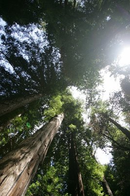 Muir Woods 2006