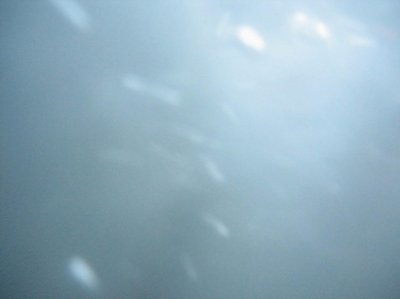 underwater.JPG
