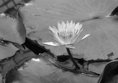 Water lily sf conserv072 062504.jpg