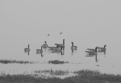 Doran Geese.jpg
