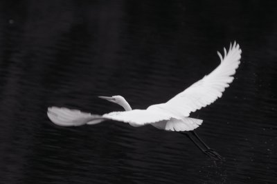 Egret flying.jpg