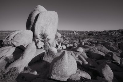 Joshua Tree.jpg