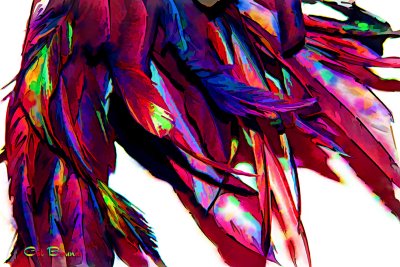 feathers-copy.jpg