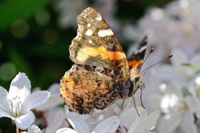 Butterflies and Moths--sorry butterflies!