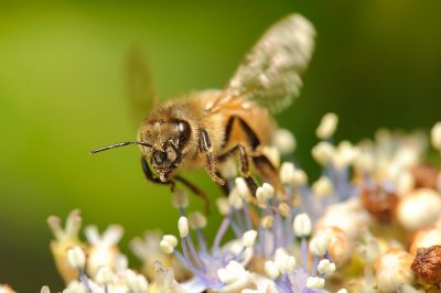 1207 Bees-62.jpg