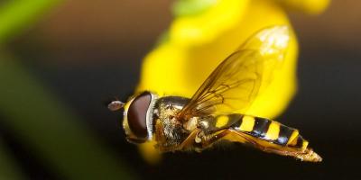 Hoverfly