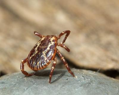 DSC_6824 Wood Tick Seeks Host.jpg