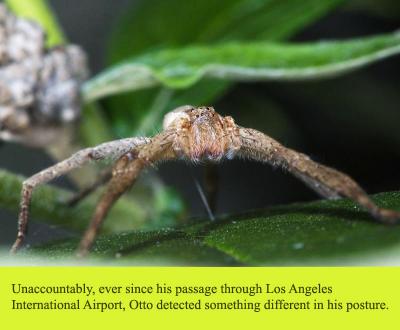 Modeling Behavior in Spiders