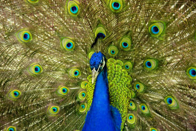 peacock copy2.jpg