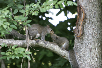 squirrelkiss3.jpg