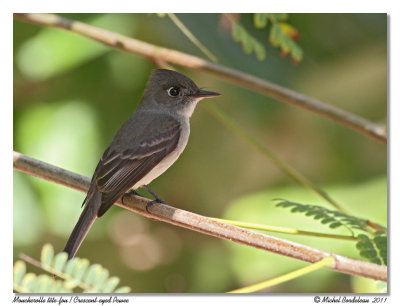 Moucherolle tête-fou Crescent-eyed Pewee