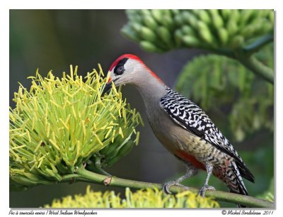 Pic  sourcils noirs  West Indian Woodpecker