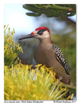 Pic  sourcils noirs  West Indian Woodpecker