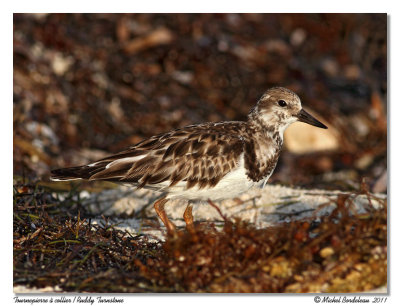 Tournepierre  collier  Ruddy Turnstone